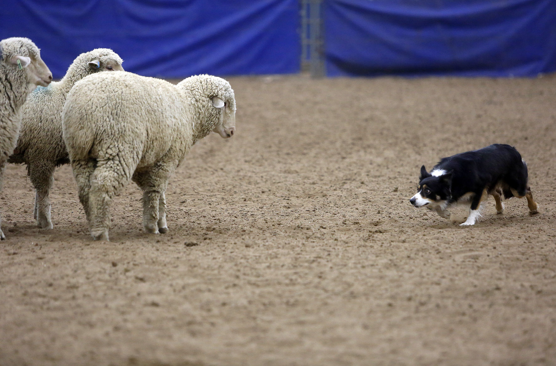 020218-nws-sheep006.JPG